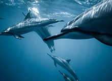 体育彩票开奖结果-季前赛发挥平平 西蒙斯季初表现或将决定自己去留